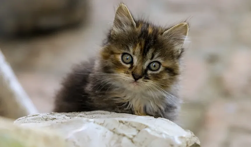 14 Sinais de que Seu Gato Pode Estar com Dor e Como Ter Certeza