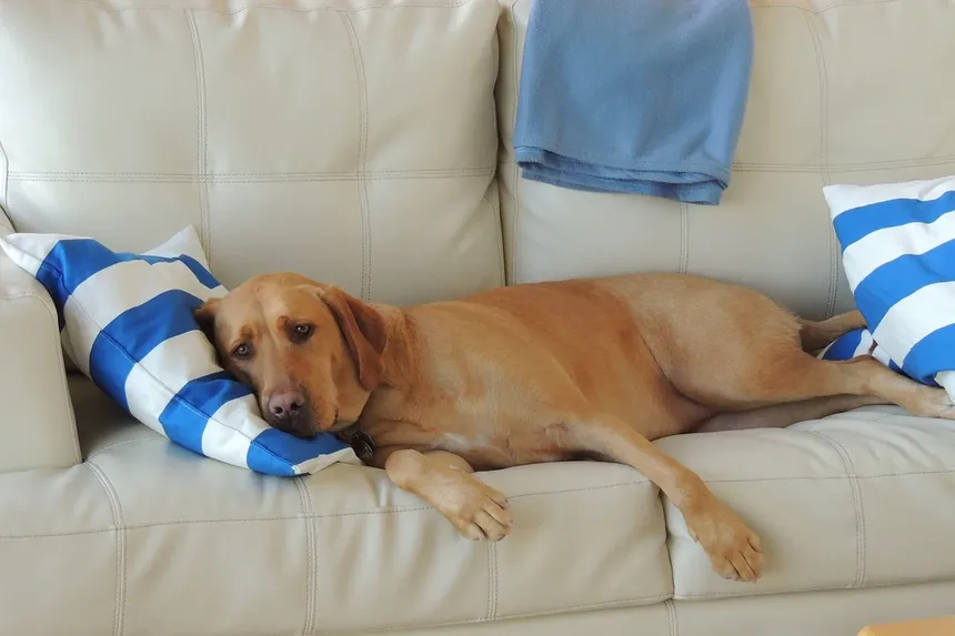 7 Erros Que Destruem o Espírito do Seu Cão Sem Você Perceber