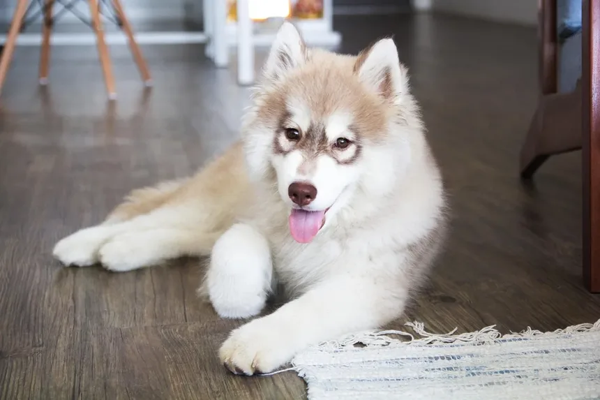 Aborto em Éguas: 5 Causas e Como Prevenir