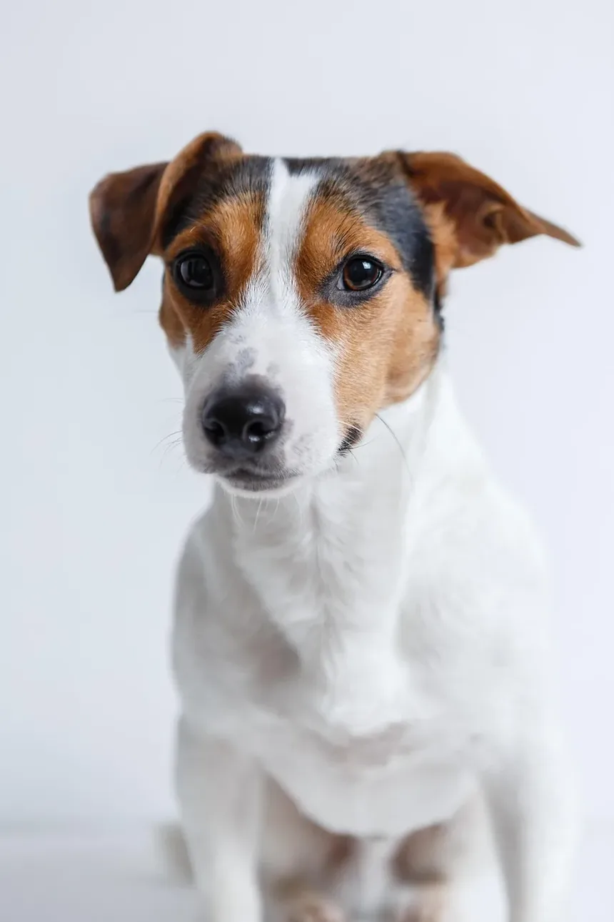 Acupuntura para Cães: Alívio da Dor e Melhoria na Qualidade de Vida