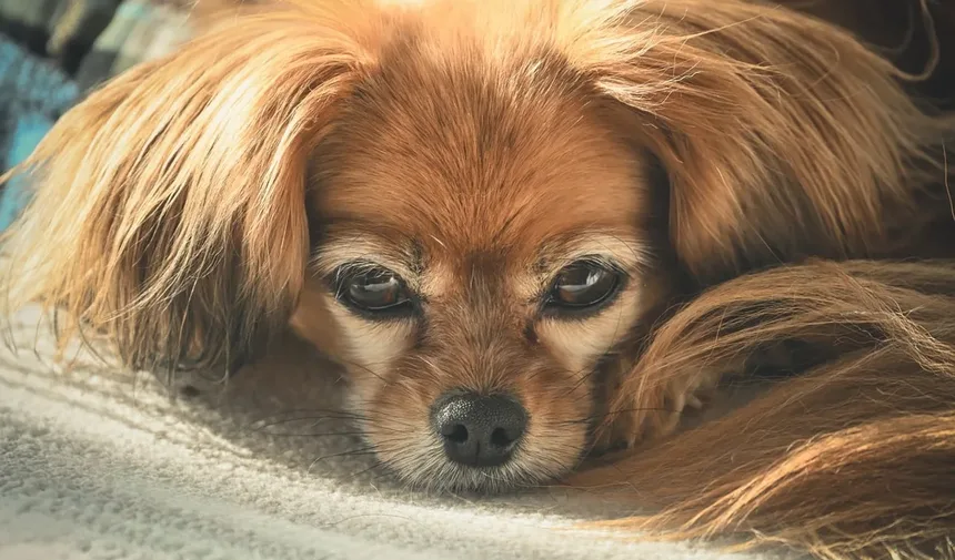 Animais na Sala de Aula: 5 Benefícios Incríveis para o Aprendizado