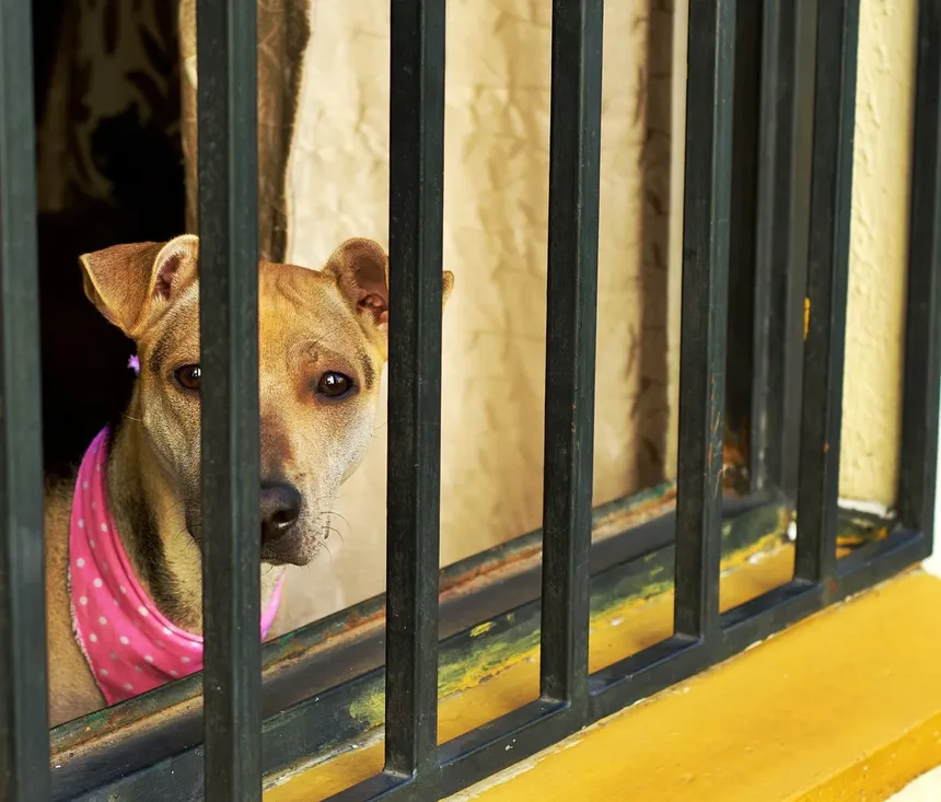 Comportamentos Compulsivos em Cães: Como Identificar e Tratar