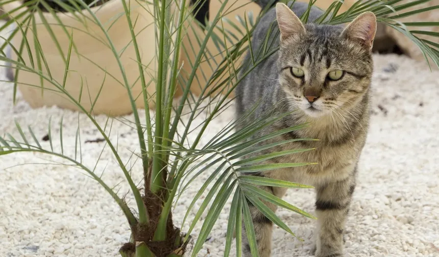 Caspa em Cães: Tipos, Causas e Tratamentos Eficazes