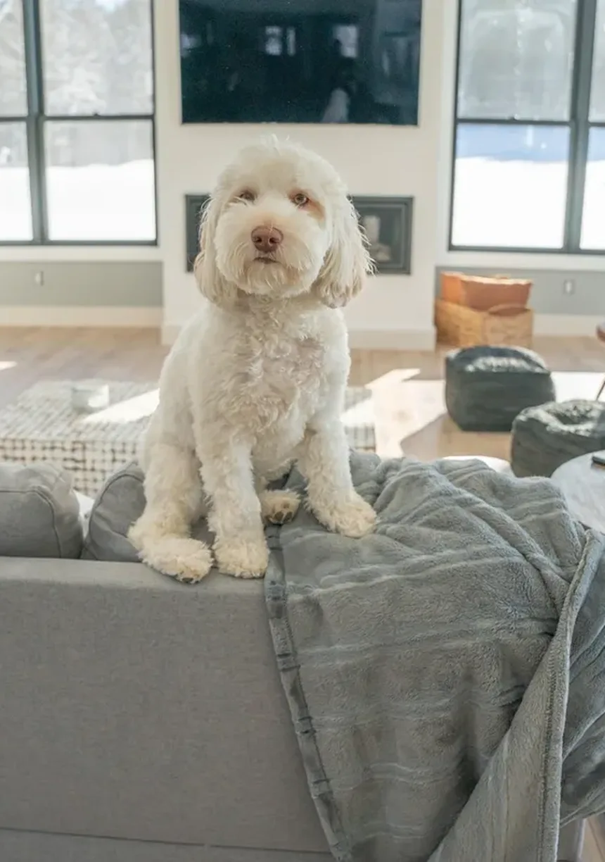 Dieta e Nutrição para Cães Mais Velhos