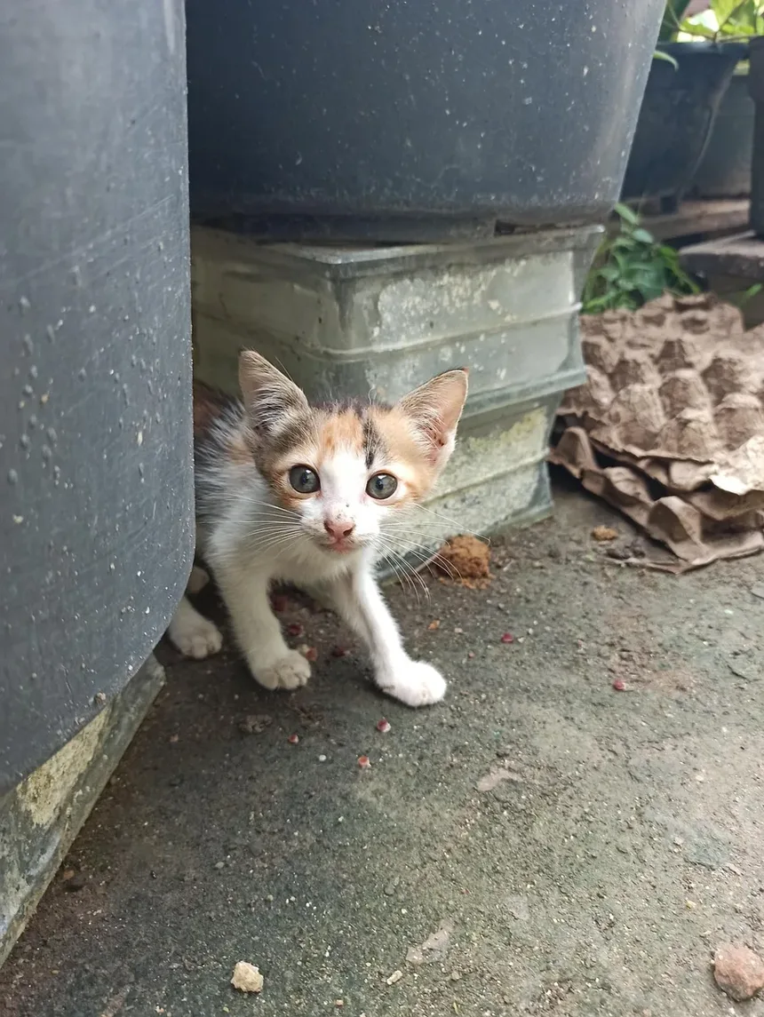 Os Cães Sentem Vergonha? Descubra a Verdade Sobre as Emoções Caninas!