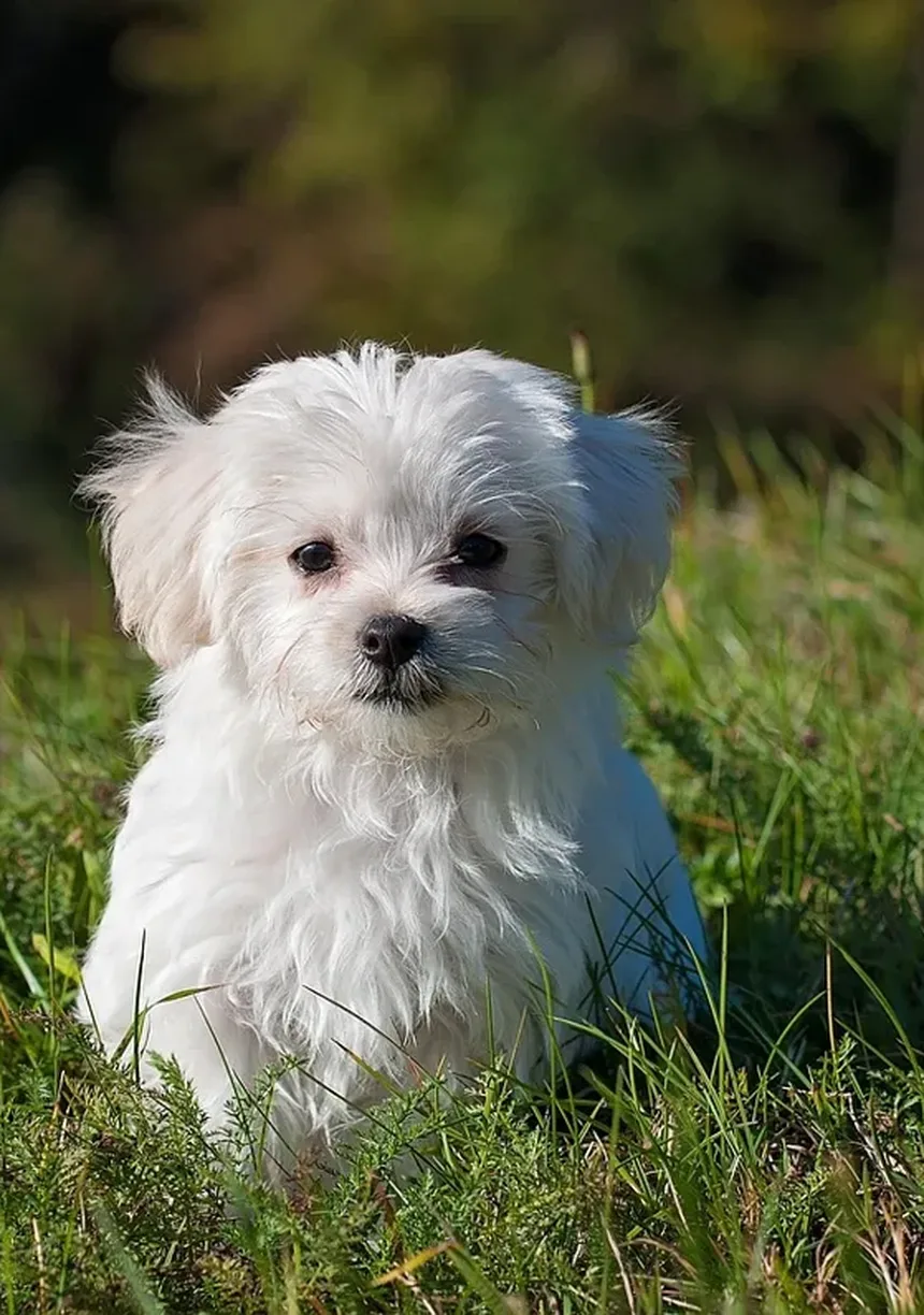 Seu Cachorro Espirra Muito? A Cama Pode Ser a Culpada