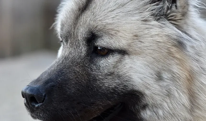 Cachorro Inclinado a Cabeça: Quando se Preocupar e O Que Fazer
