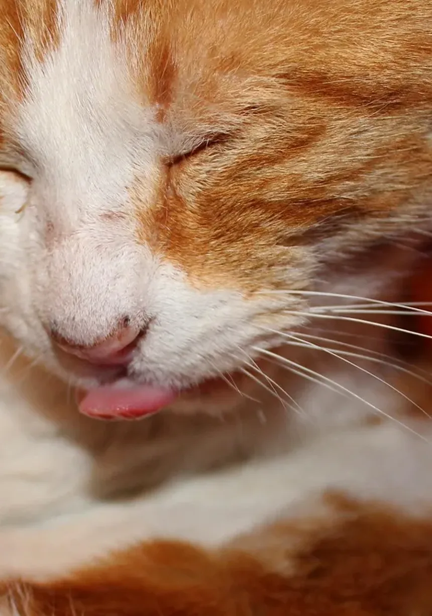 Cães Lambem Feridas: Perigo ou Cura? Descubra a Verdade!