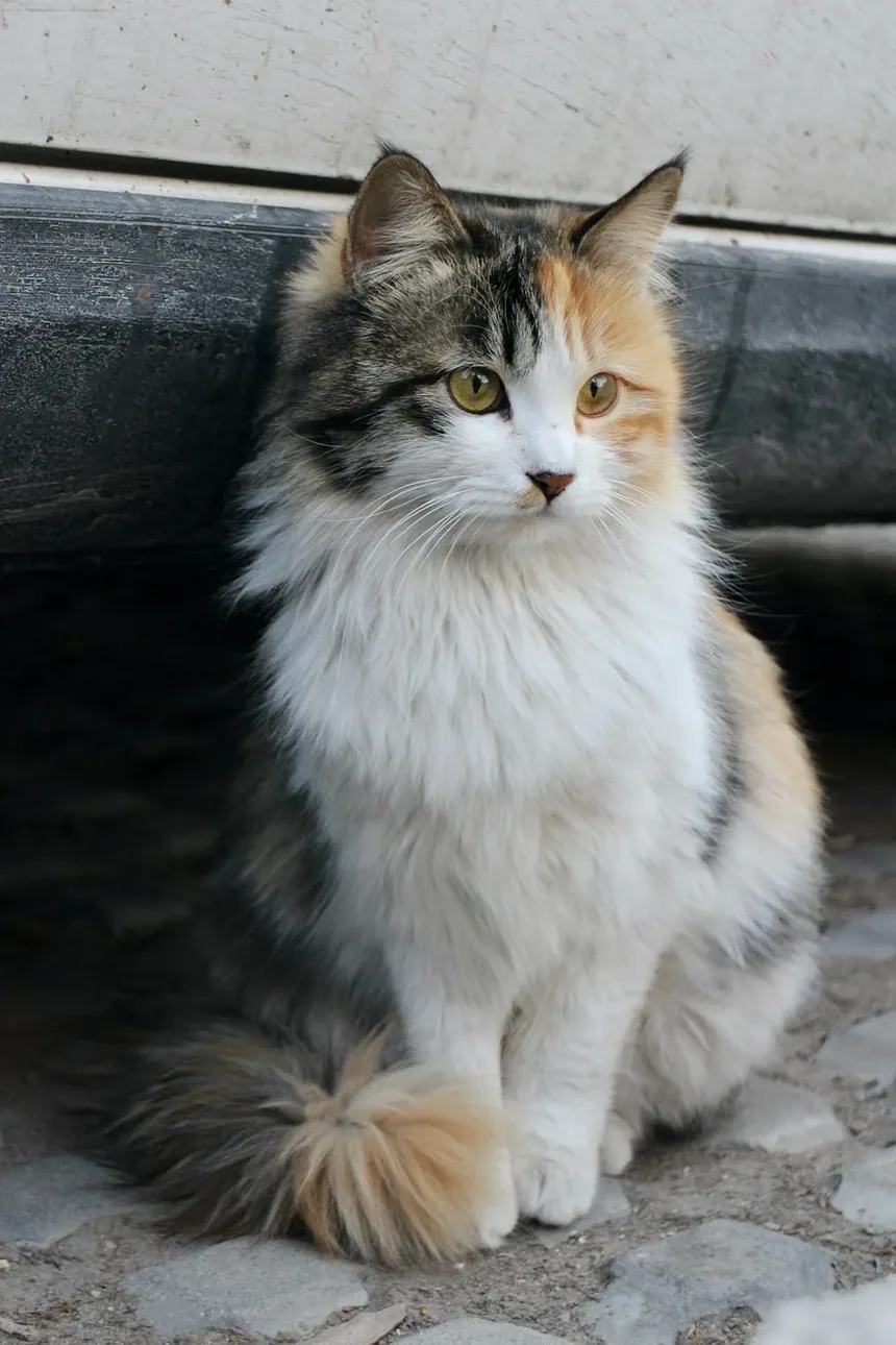 Febre em Gatos: Sintomas, Causas e Tratamentos (Guia 2024)