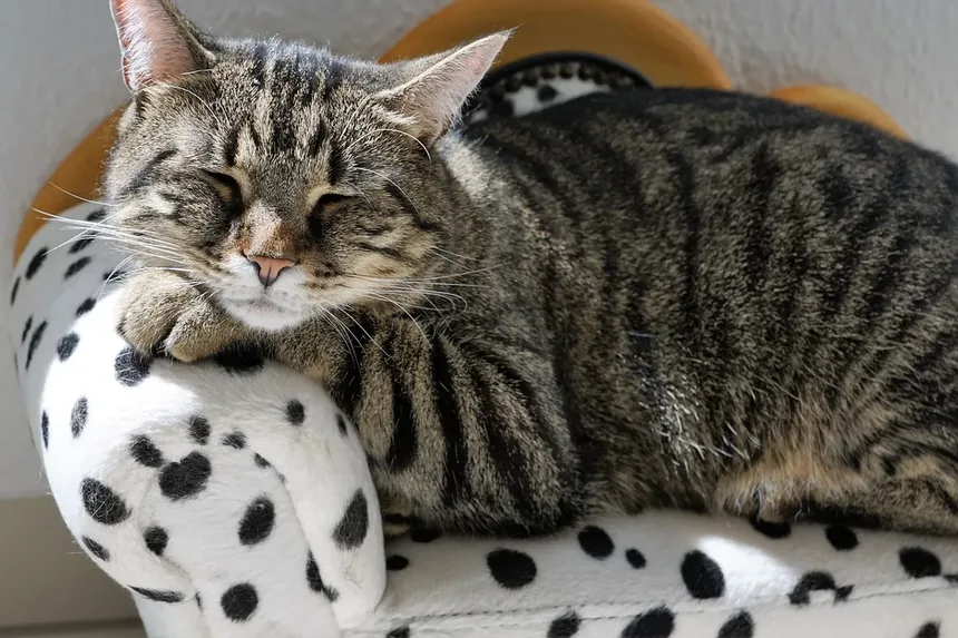 Vermes do Coração em Gatos: Sintomas, Tratamento e Como Prevenir