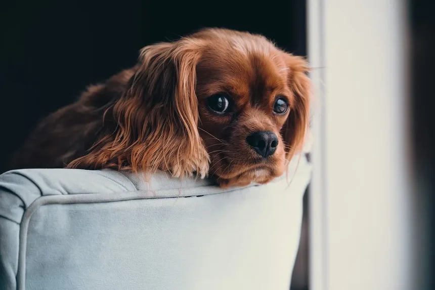 Como Parar o Latido do Cão à Noite? 11 Métodos Principais para Tentar!