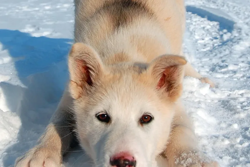Quantas Palavras Seu Cachorro Realmente Entende? Descubra Agora!