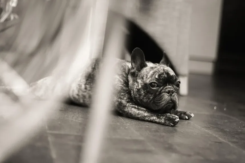 Como Parar um Cachorro de Latir à Noite?