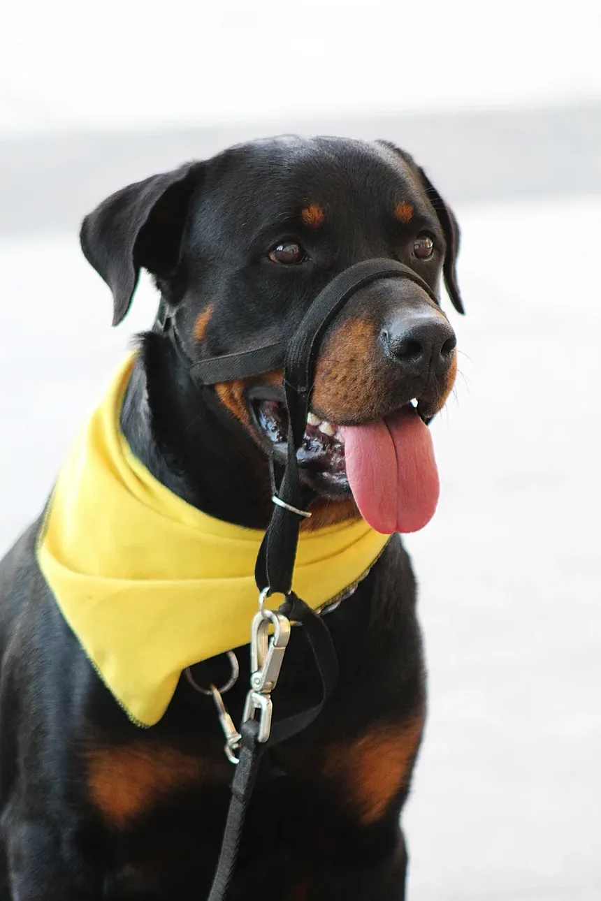 Como Impedir que um Cão Ladrar à Noite