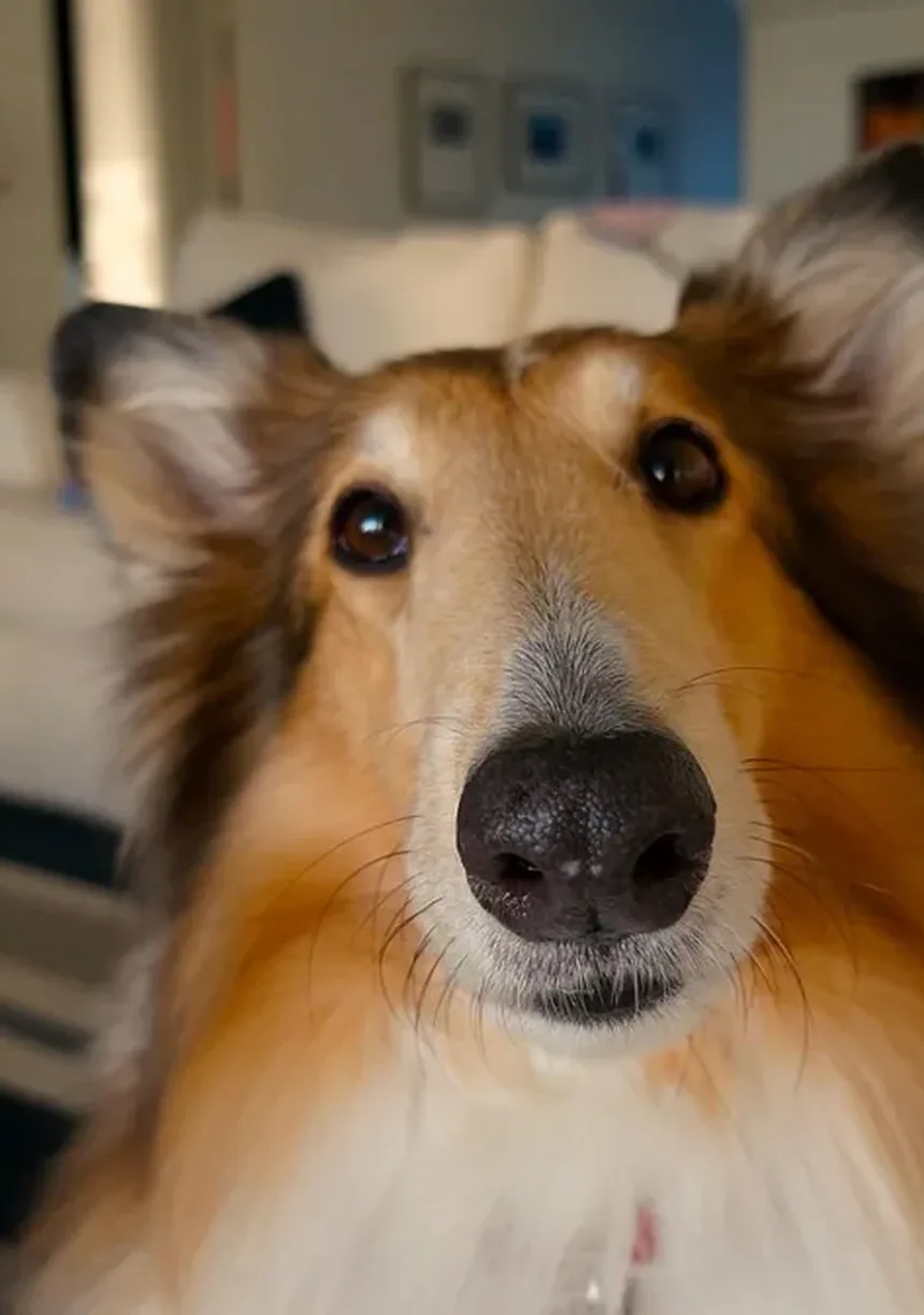 Como Impedir que um Cão Ladrar à Noite