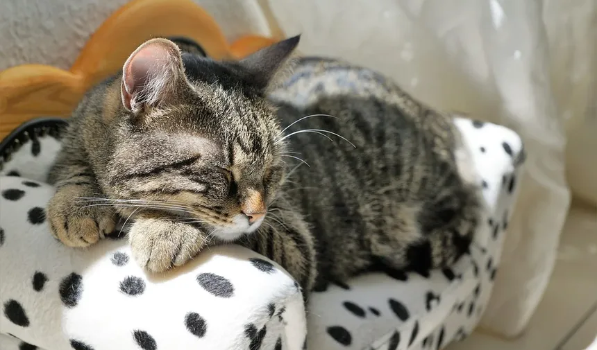 Como Calcular a Idade de um Gato em Anos Humanos: Guia Completo
