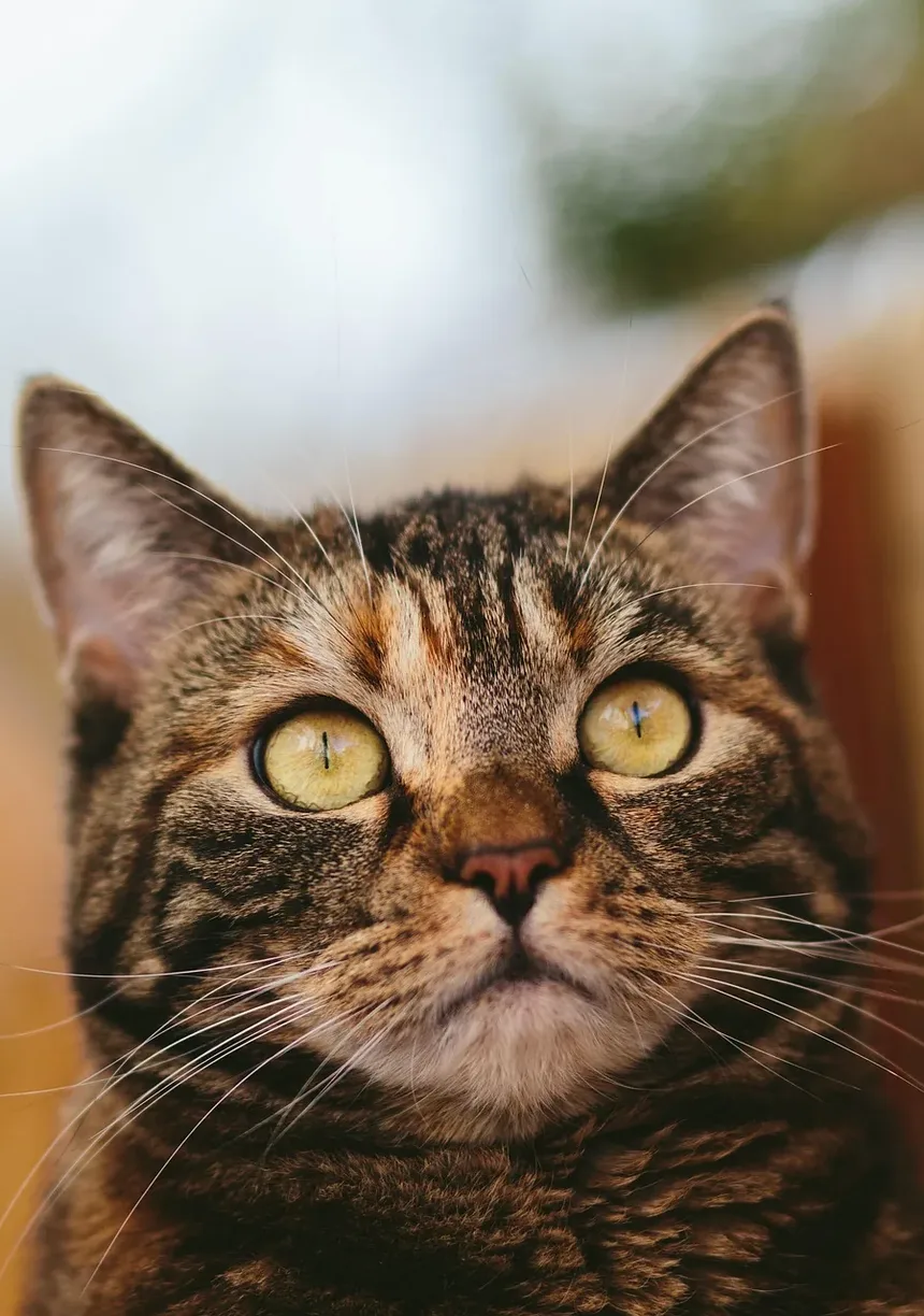 Como Proteger Seu Gato dos Perigos das Carrapatos: Guia Completo