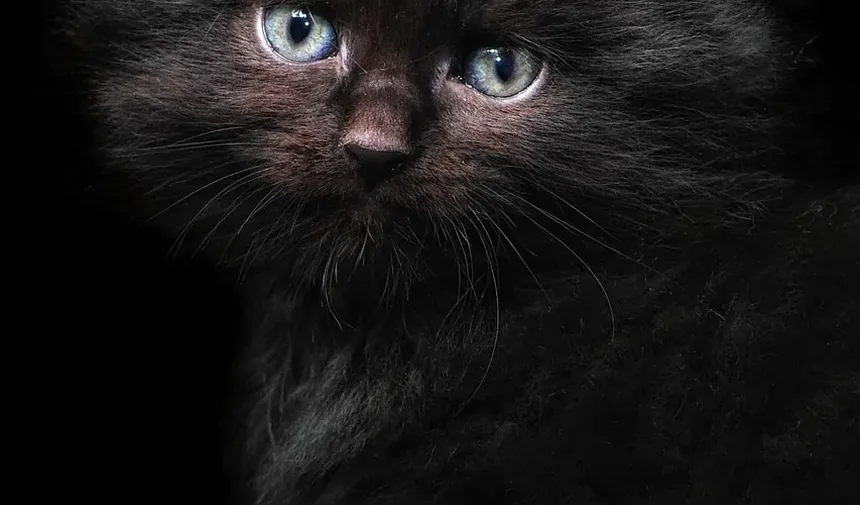 Gatos Independentes: 5 Raças Perfeitas para Quem Tem Rotinas Agitadas