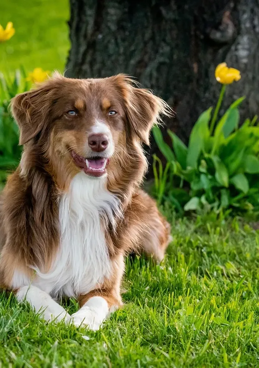 Ração para Cães Idosos: Guia de Nutrição e Alimentação
