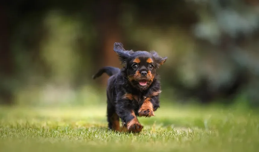 Carrapatos em Cães: Como Proteger Seu Animal Desses Parasitas Perigosos