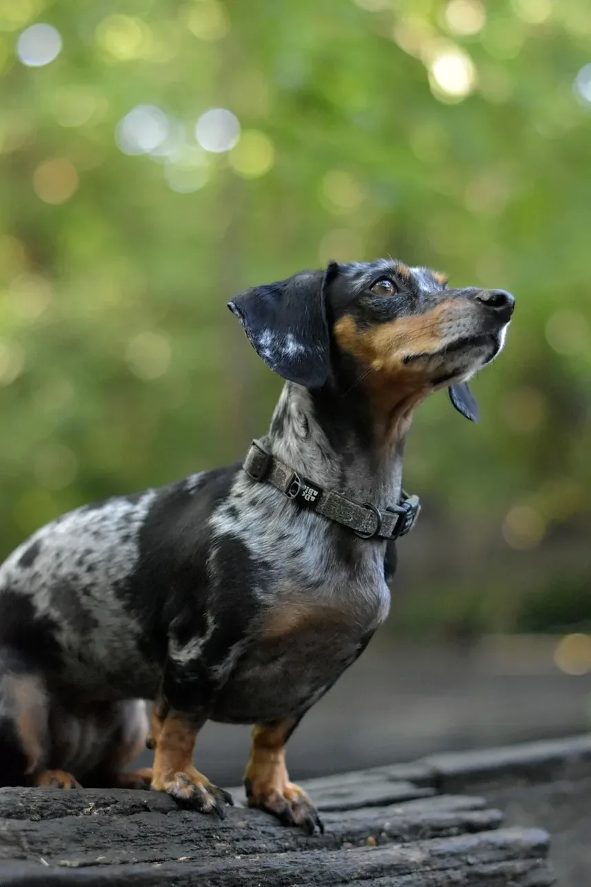Por que os Medicamentos para Animais de Estimação São Caros? Descubra os Motivos Ocultos!