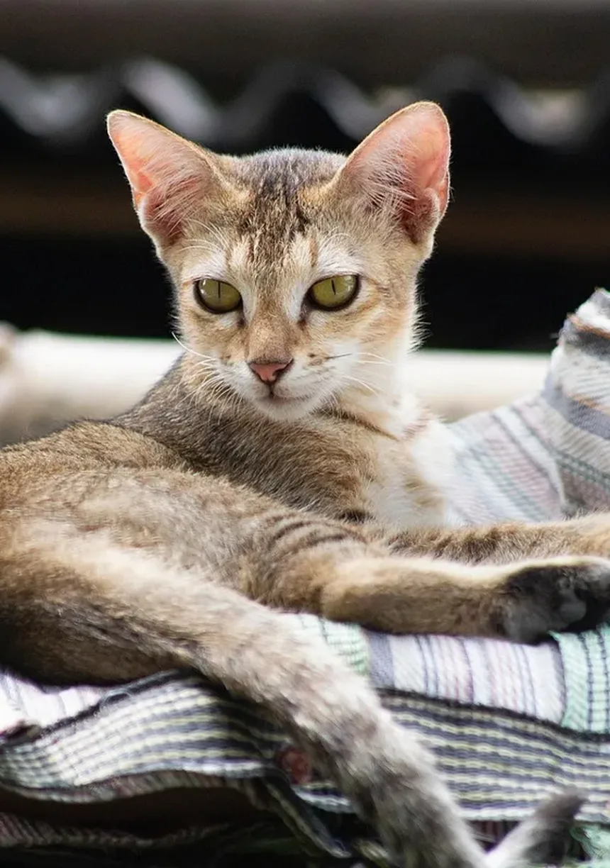 Por Que os Gatos Amam Pontos de Laser? Descubra os Benefícios!