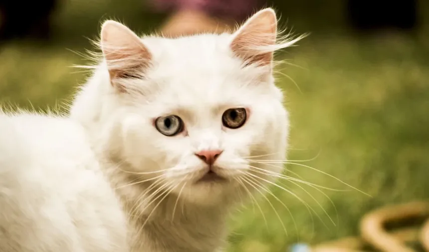 Por Que os Cães Comem Fezes? 7 Razões e Como Parar Esse Hábito