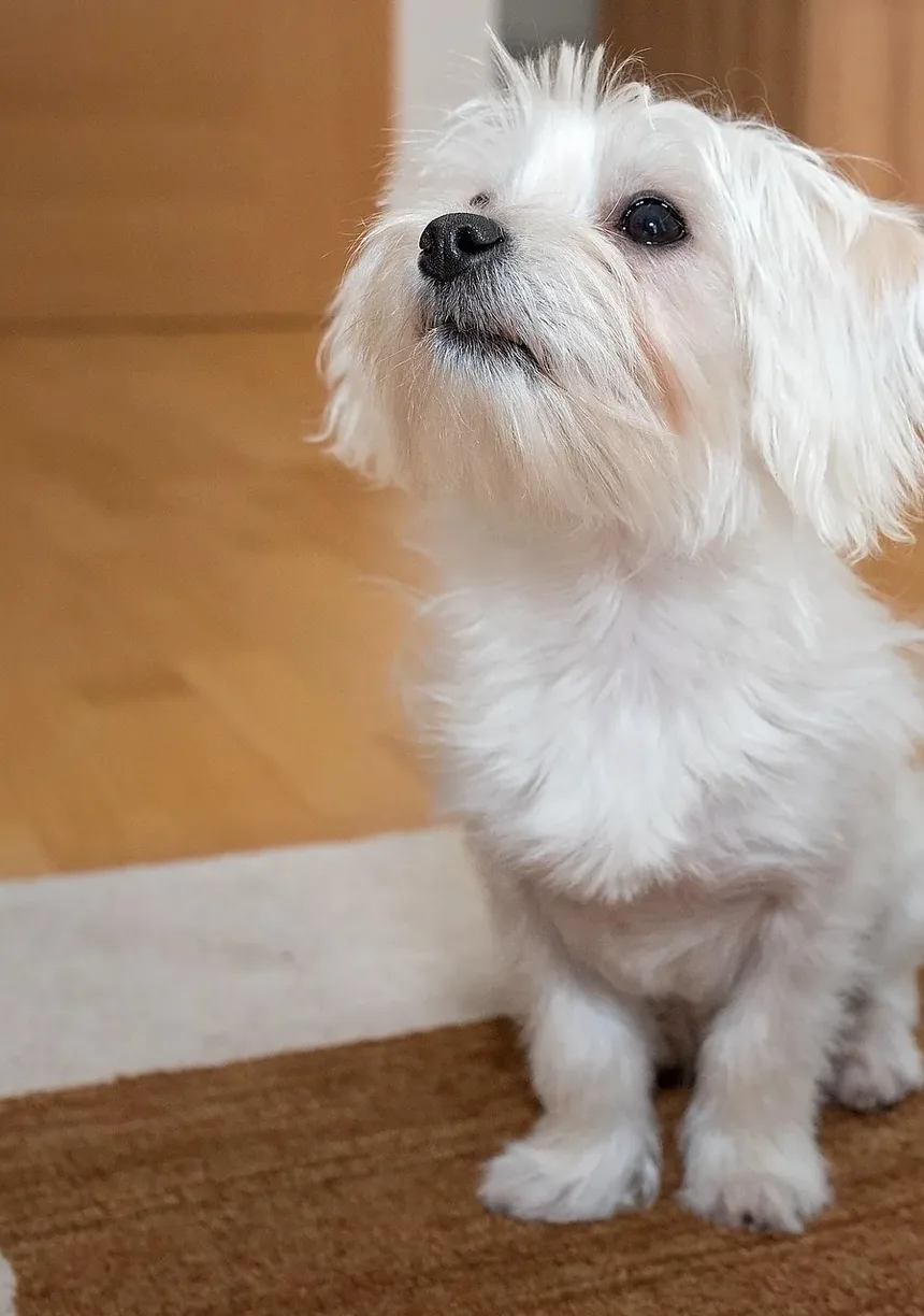 Com Que Frequência Devo Tosquiar Meu Cachorro: Um Guia Abrangente