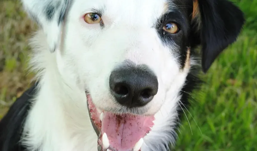 Com Que Frequência Devo Tosquiar Meu Cachorro: Um Guia Abrangente